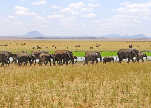 Tansania Safari in Camps & Lodges