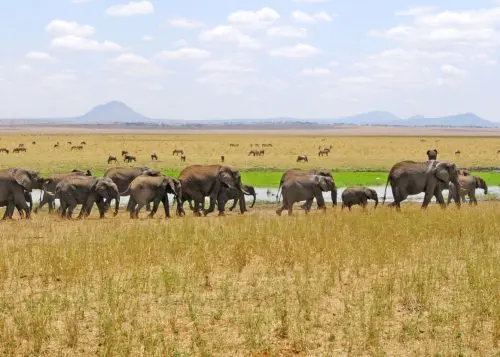 Tansania Safari in Camps & Lodges