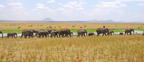 Panorama Tarangire Park