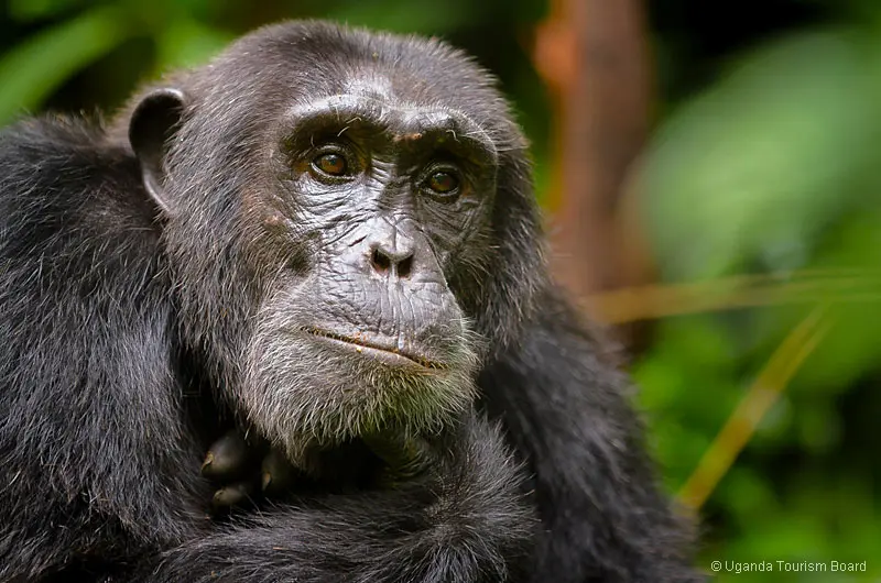 Schimpanse Kibale Nationalpark (c) Uganda Tourism Board