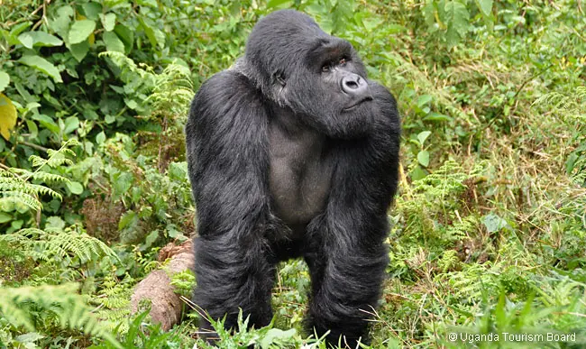 Gorilla im undurchdringlichen Wald von Bwindi © Uganda Tourism Board