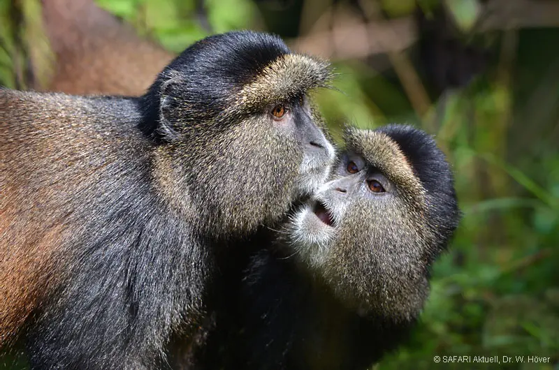 Golden Monkey-Trekking © SAFARI Aktuell Dr. W. Hoever