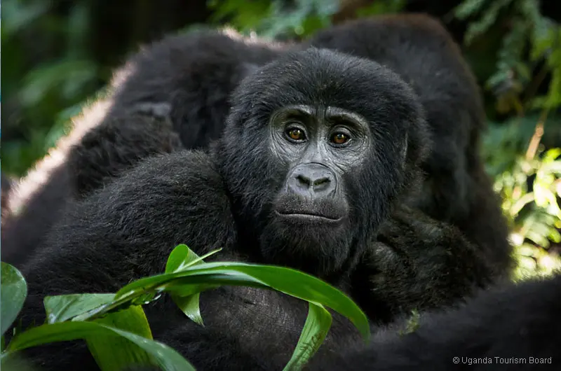 Auf den Spuren der Gorillas - Bwindi Nationalpark © Uganda Tourism Board
