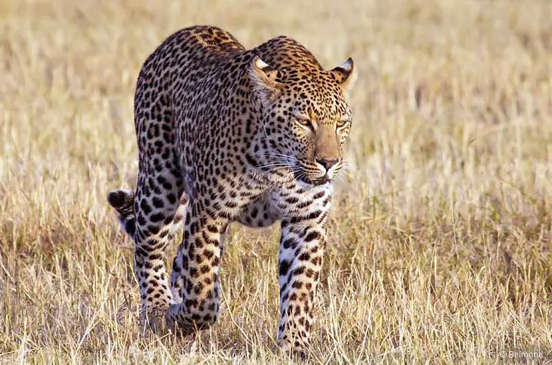 Leopard im Okavango Delta (c) Belmond