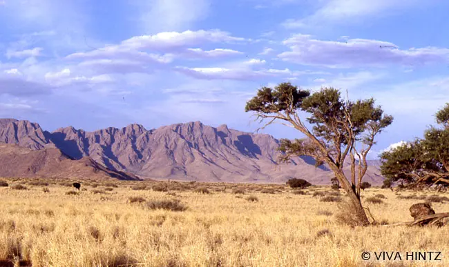 Gelbe Steppe mit einem Baum mit Berglandschaft im Hintergrund und blauem Himmel