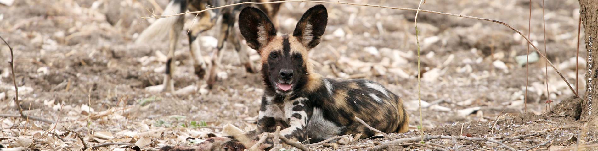 Wilddogs © Anna Kleine Jäger