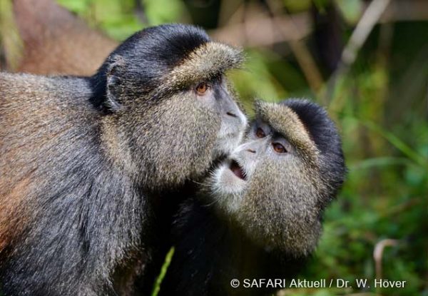 Golden Monkey Trekking © SAFARI Aktuell Dr. W. Hoever