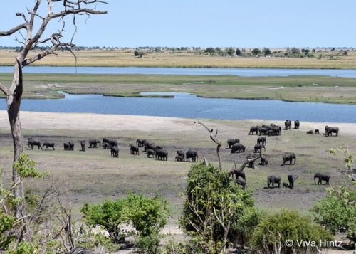 Elefantenszene am Chobe Fluss