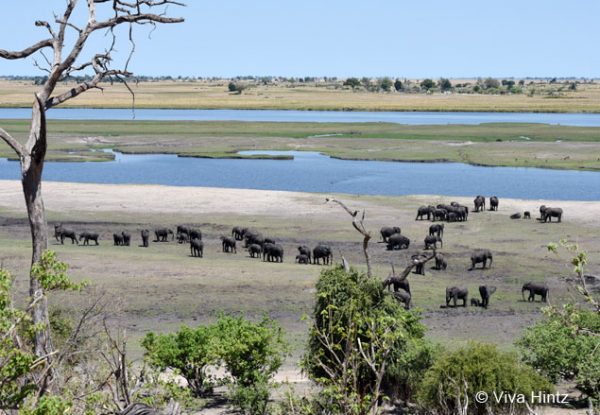 Elefantenszene am Chobe Fluss