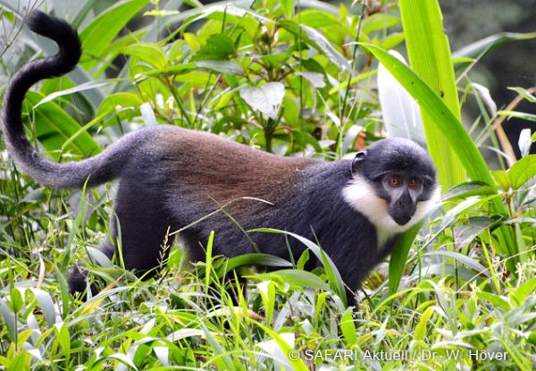 reise titel vollbertmeerkatze uganda