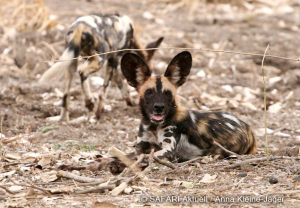 reise titel wildhunde sambia