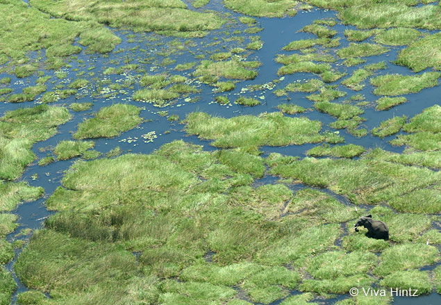 Botswana Okavango Delta