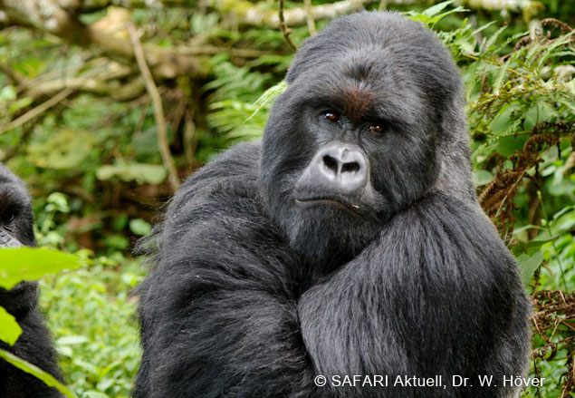 Gorilla : Silberrücken im Parc National