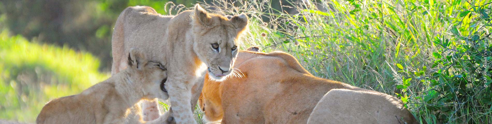 Drei Löwenjunge neben einem grünen Busch