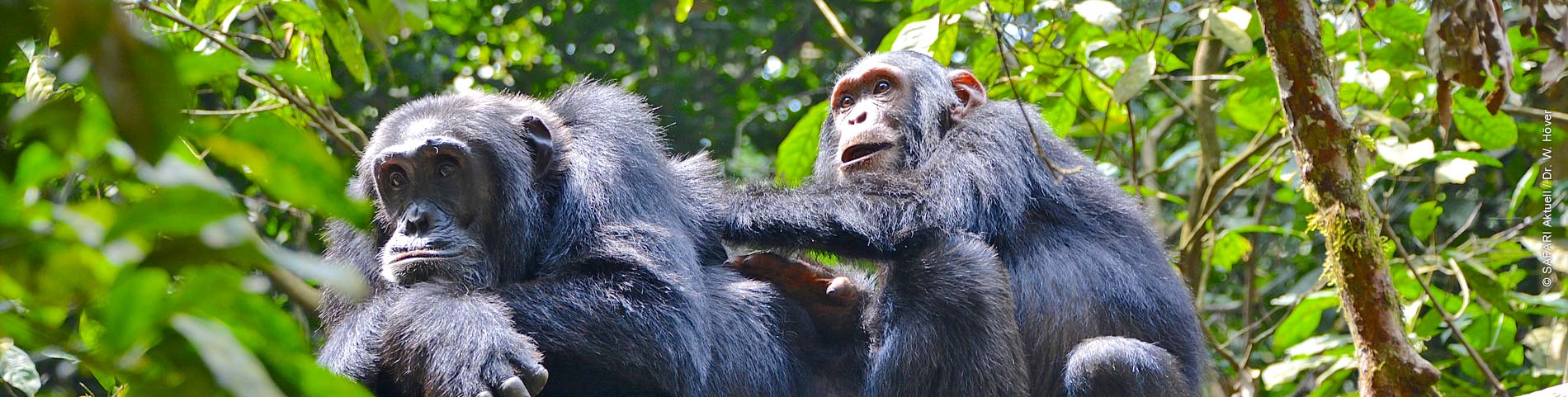 Zwei Schimpansen sitzen in einem Baum mit grünen Blättern