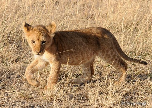 Safari Elewana Tansania