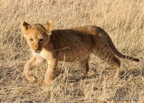 Safari Elewana Tansania