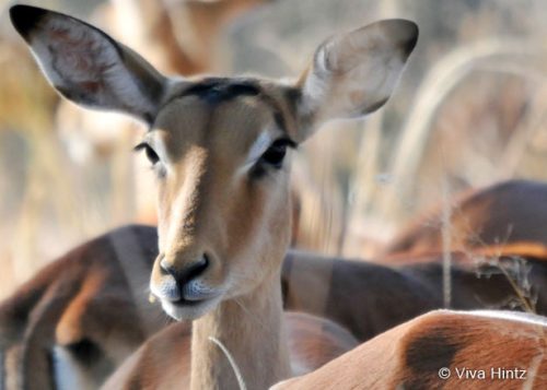 Südafrika von der Savanne zum Indischen Ozean