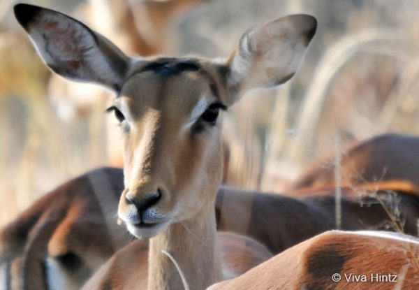 suedafrika impalas viva hintz titel