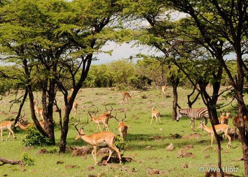 Luxus-Flugsafari – Olare Mara Kempinski Camp