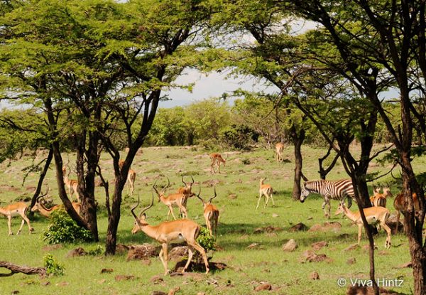 suedafrika impalas2 titel