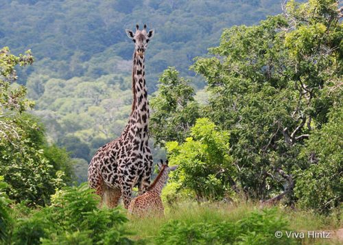 tansania viva hintz giraffe titel