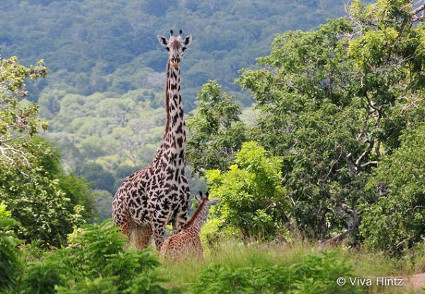 tansania viva hintz giraffe titel