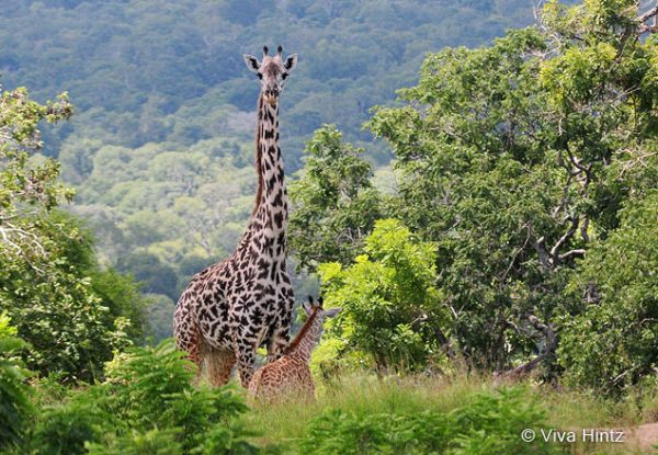 Safari Tansania im Nyerere Nationalpark