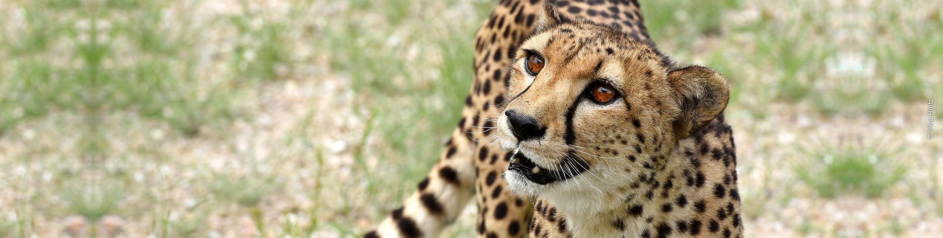 Gepard in Namibia © Viva Hintz