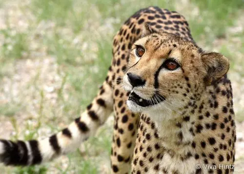 Gepard in Namibia © Viva Hintz