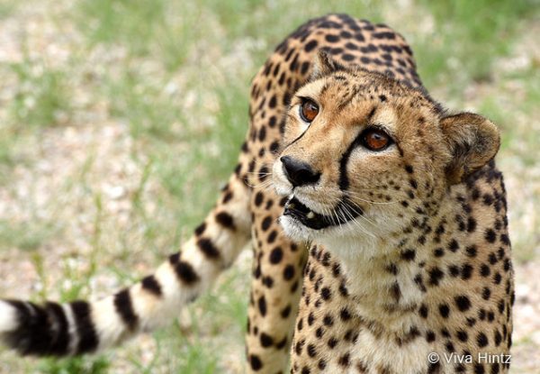 Gepard in Namibia © Viva Hintz