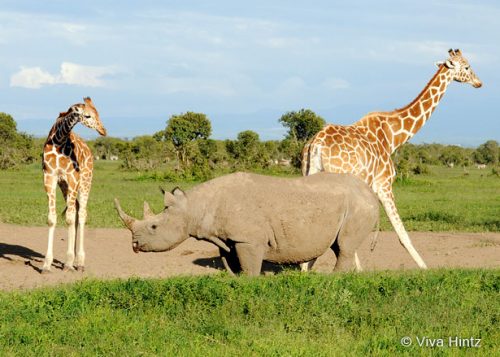 Ol Pejeta Schutzgebiet © Viva Hintz