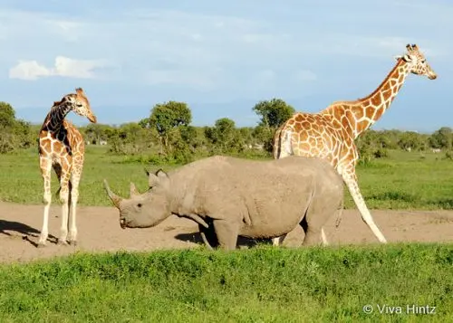 Ol Pejeta Schutzgebiet © Viva Hintz