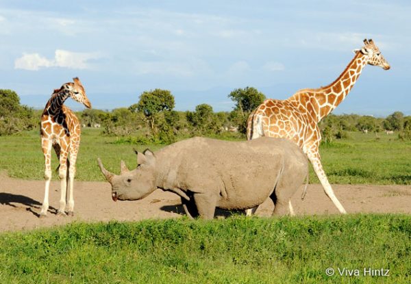 Ol Pejeta Schutzgebiet © Viva Hintz