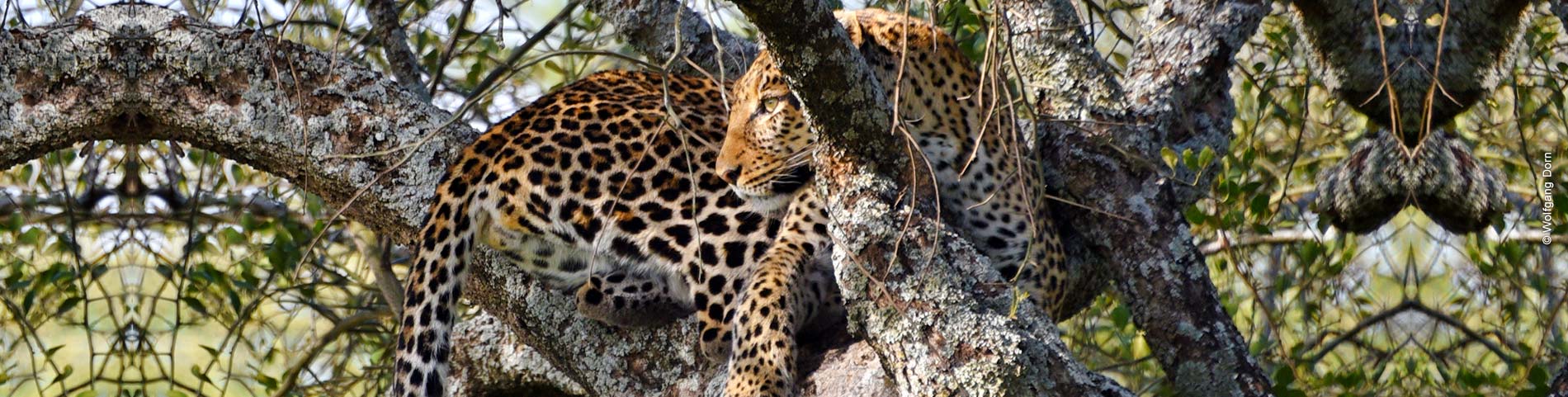 Leopard liegt im Baum