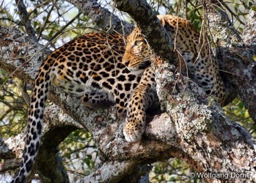 Leopard liegt im Baum