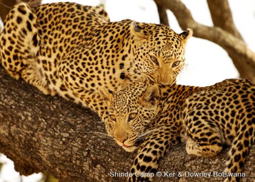 Leoparden in der Shinde Konzession