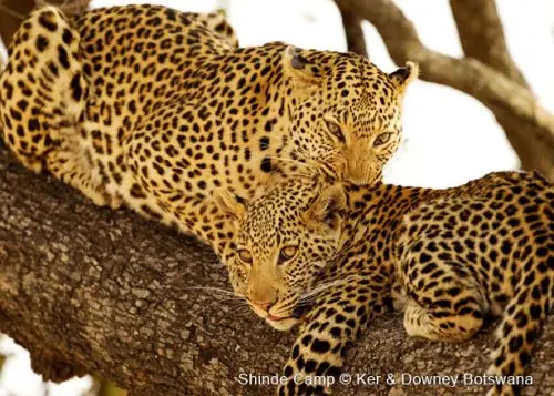 Leoparden in der Shinde Konzession