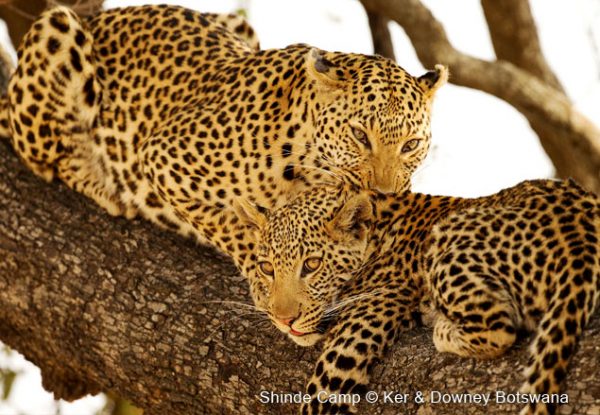 Leoparden in der Shinde Konzession