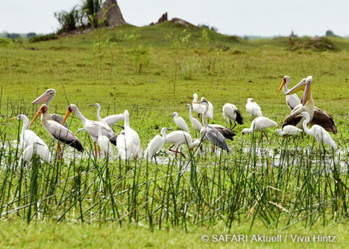 Viktoriafälle und Botswana-Safari