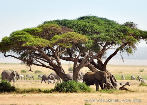 Safari am Fuße des Kilimanjaro & Baden an Mombasas Küste