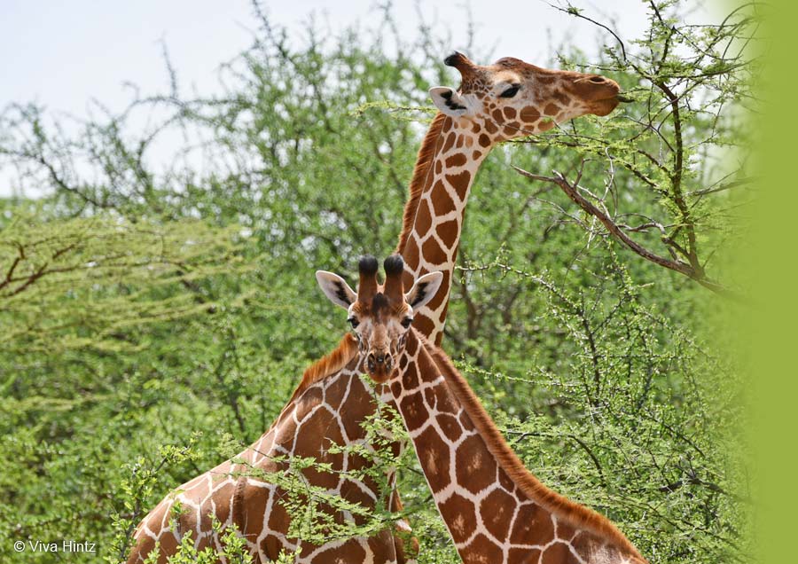 Netzgiraffen im Samburu Reservat Zwei Giraffen vor grünen Büschen und Bäumen