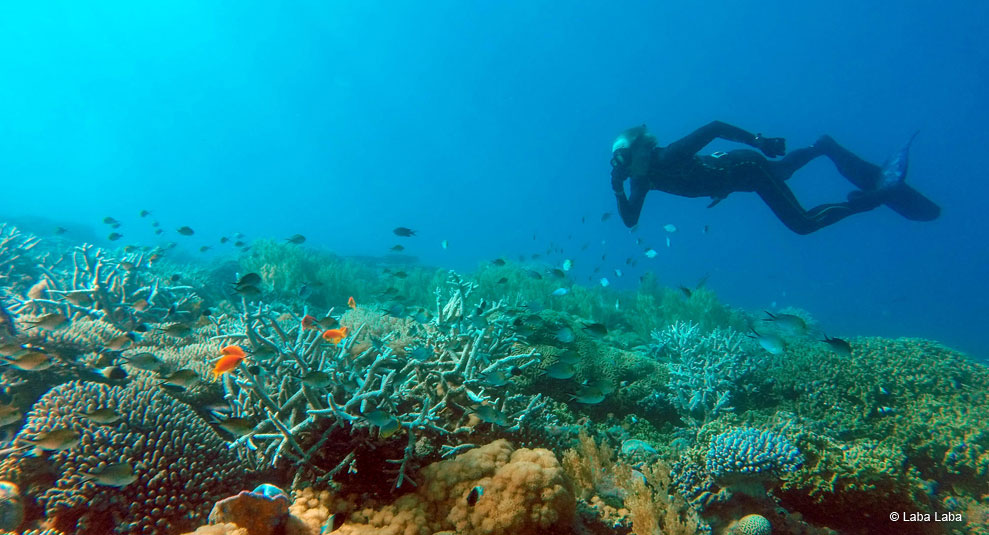 Tauchgang im Songo Songo Archipel