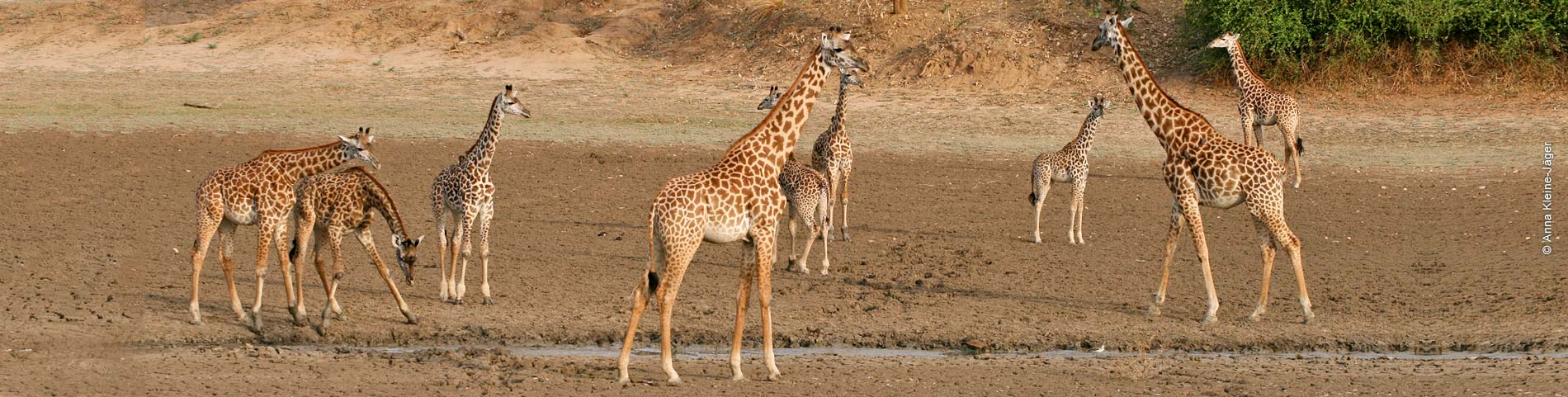Mehrere Giraffen auf erdigem Boden