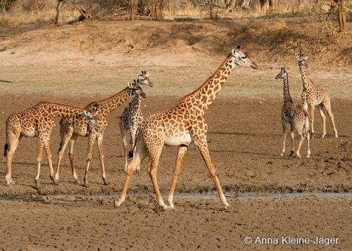 Mehrere Giraffen auf erdigem Boden