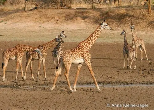 Mehrere Giraffen auf erdigem Boden