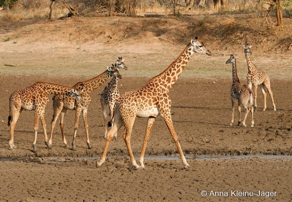 Mehrere Giraffen auf erdigem Boden
